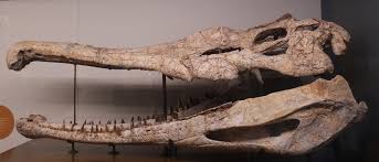 Image result for Brachystephanus