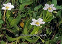 Image result for Montia