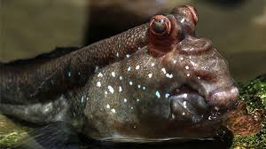 We did not find results for: Ikan Gelodok Ikan Yang Senang Muncul Di Darat Greeners Co