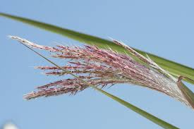 Image result for Phragmites mauritianus