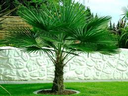 Check spelling or type a new query. Trachycarpus Fortunei Hardy Chusan Windmill Fan Palm Young 30 40cm Hardy Palm Tree Garden Plants