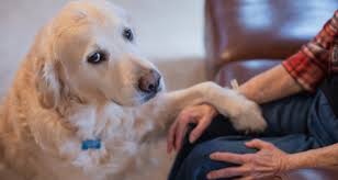 These dogs are killed instead of being it is important to watch out for hidden costs that can add to the price of the euthanasia. The Decision To Euthanize A Pet Petcoach