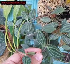 Image result for Duosperma quadrangulare