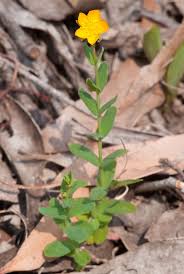 Image result for Hypericum aethiopicum