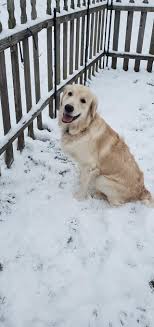 Finally got snow here in Indianapolis! This is our Griffins first snow and  he's completely obsessed with it. It's next to impossible to get him to  come inside. Once he's in, he