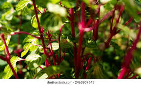 Image result for Iresine lindenii