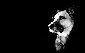 Undefined Black And White Dog Wallpapers 48 Wallpapers Adorable Wallpapers Dog Wallpaper Free Dog Images Black Dog