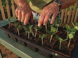 Check spelling or type a new query. How To Start Growing Squash From Seeds How Tos Diy
