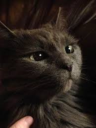 The british shorthair has a long and fascinating history, starting in roman britain. Nebelung Wikipedia