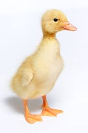 Maybe you would like to learn more about one of these? Bebek Ternak Wikipedia Bahasa Indonesia Ensiklopedia Bebas