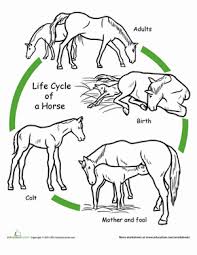 Animal Life Cycle Coloring Pages Education Com In 2020 Animal Life Cycles Life Cycles Cycle For Kids