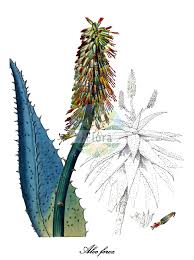 Image result for Asphodelaceae