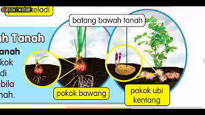 Mengapa kentang termasuk umbi batang bukan umbi akar? Tahun 3 Sains Bil 18 Bab 5 Cara Pembiakan Tumbuhan Buku Teks Kssr Semakan Ms71 73 Youtube