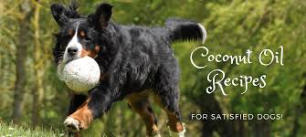 coconut oil recipes for satisfied dogs