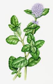 Image result for Mentha aquatica