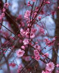 Pink flowering trees in oregon. Prunus Flowering Cherry Plum And Apricot At Portland Nursery And Garden Center