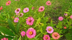 Bunga matahari liar cemerlangnya si kembang tegalan. Cara Menanam Bunga Zinnia Atau Matahari Liar Youtube