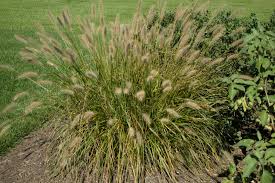 They work particularly well in craft projects when dried. Landscape Plants Rated By Deer Resistance Rutgers Njaes