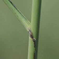 Image result for Aristida pilgeri