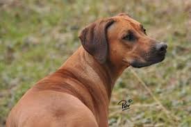 Diana@loveyourridgeback.com for puppy pictures, information and to get on our list. Avoiding The Gene Defect Ds Rhodesian Ridgeback Pedigree Search