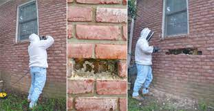 Maybe you would like to learn more about one of these? Bee Whisperer Rescues Bees From Behind Bricks And Marvels At Hive Littlethings Com