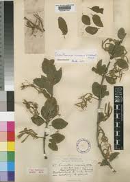 Image result for Erianthemum virescens