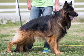 Va1 Usa Caleb Von Haus Dagenhart German Shepherd German Shepherd Breeders Shepherd