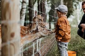 Discovering the Charm of Houston Petting Zoo - Houston Petting Zoo