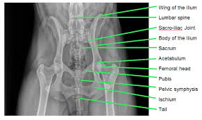 The pelvic limb is designed for propulsion. My Pet Was Hit By A Car On Its Hindquarters Birnam Veterinary Clinic