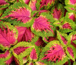 Image result for Coleus tetragonus