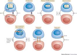 Image result for T-Lymphocyte