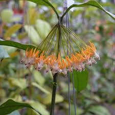 Image result for hoya multiflora