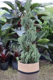Image result for spiral cut juniper trees