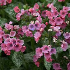 Then remove the plastic bag and observe regularly at room temperature whether the seeds germinate. Pulmonaria Pretty In Pink Pp31284 Walters Gardens Inc