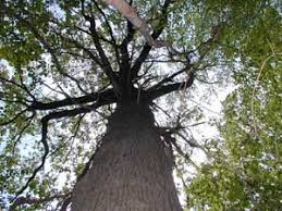 White Oak