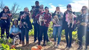 Fundraiser for Priscilla Abraham by Alyssa Oliveira : Help Theo the  Frenchie Fight IVDD