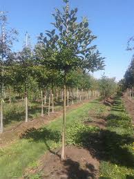 Image result for magnolia genia