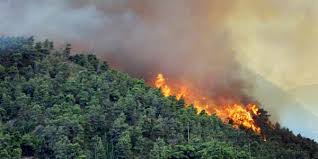 Kebakaran Hutan Liar Bahaya Kebakaran Hutan