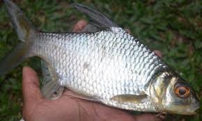 Gratis untuk komersial tidak perlu kredit bebas hak cipta. 15 Spesies Ikan Air Tawar Terbaik Part 4 Umpan