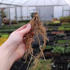 Tuscan landscaping green and white landscaping. Buy Hosta White Feather Plants J Parker Dutch Bulbs
