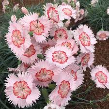 Springtime in georgia means warmer temperatures, blooming flowers, and…strawberry season! Dianthus Georgia Peach Pie Pinks Sugar Creek Gardens