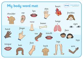 free my body parts download free clip art free clip art on