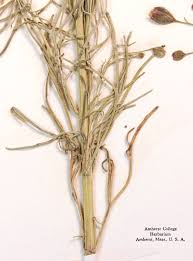 Image result for Schkuhria pinnata