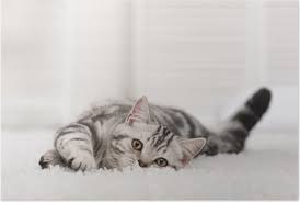Cara kerja baby oil untuk menghilangkan lem dari bulu kucing sebenarnya hampir sama ketika memakai minyak goreng atau jenis minyak lainnya yang juga termasuk dalam cara merawat kucing dengan biaya murah. 7 Cara Menarik Untuk Buat Rumah Sentiasa Bersih Khas Buat Pemilik Kucing Fanatik Kucing