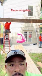 Al tiro mis gallos…..