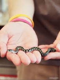 Photos Of Lake Erie Shores And Islands From Beers Beans Cute Snake Baby Snakes Baby Reptile