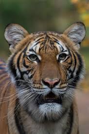 Productores destacados de la semana: Tigre Tem Teste Positivo Para Coronavirus Em Zoologico De Nova York Natureza G1
