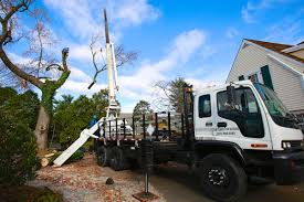 Get a free quote today! 5 Best Tree Services In Philadelphia