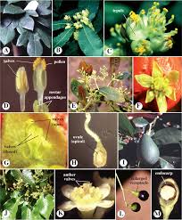 Image result for Monimiaceae