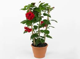 Image result for Hibiscus schizopetalus